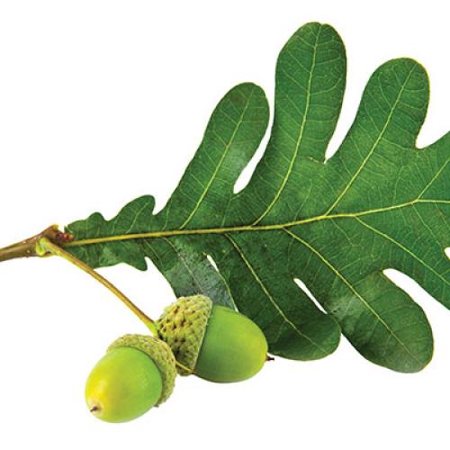 Image of Acorn Leaf.