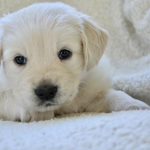 Puppy Yoga