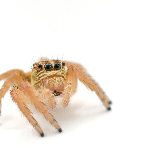 Image of cute spider 