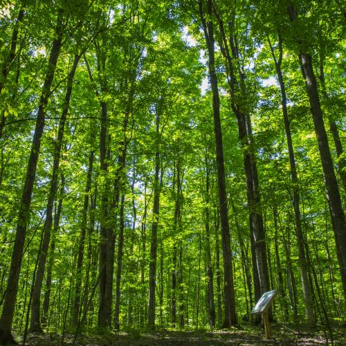 Simcoe County, ON: Alumni & Friends Fall Colours Hike