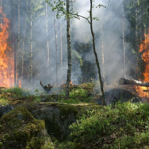 Wildfire