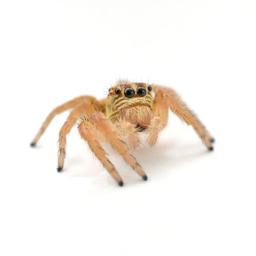 Brown jumping spider