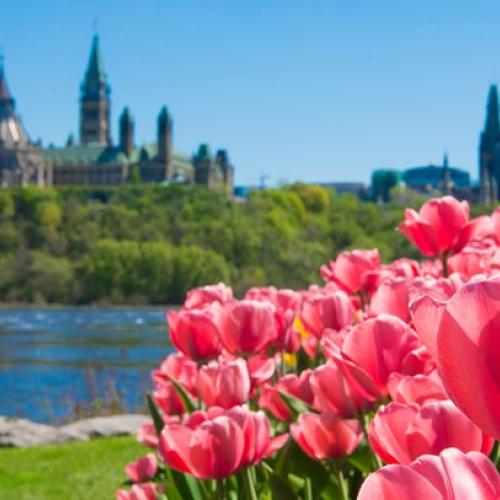 Ottawa, ON: Lunch & Walk through Tulip Festival 