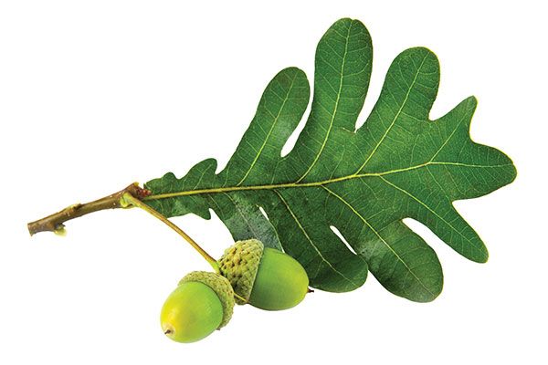 Image of Acorn Leaf.